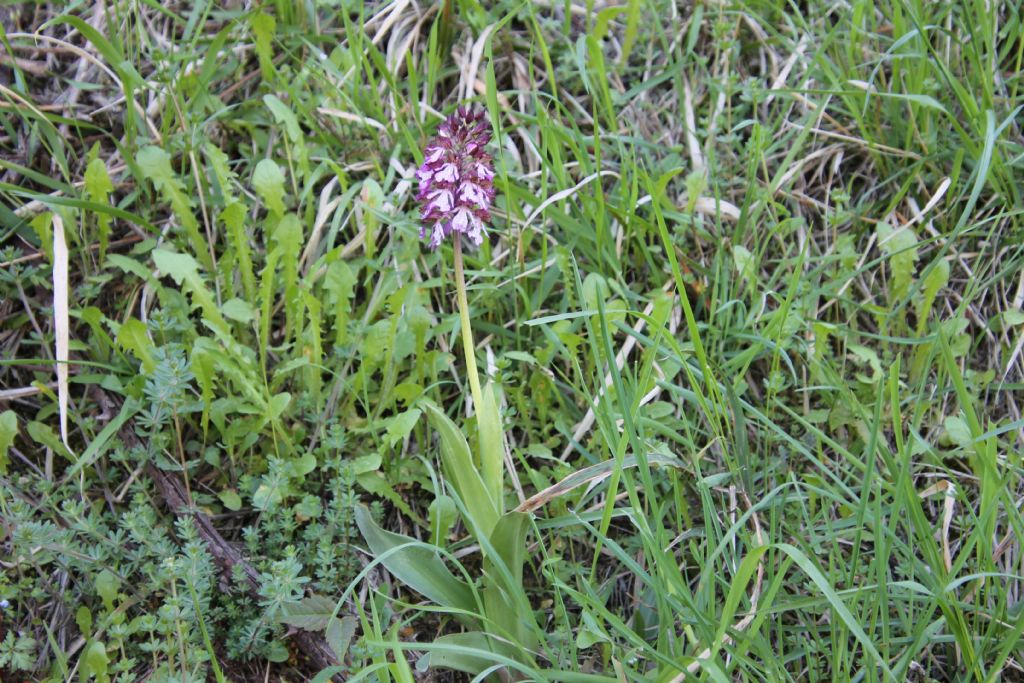 Orchis purpurea dico bene?